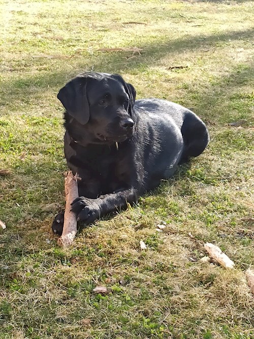 Kateřina- petsitter Biskupice or Pet nanny for dogs cats