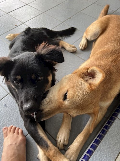 Sharmin- petsitter Praha or Pet nanny for dogs cats