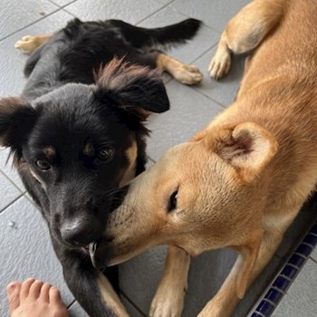 thumbnail petsitter Praha or pet nanny for dogs cats