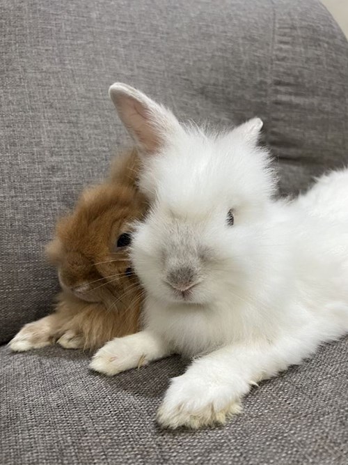 Sharmin- petsitter Praha or Pet nanny for dogs cats