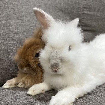 thumbnail petsitter Praha or pet nanny for dogs cats