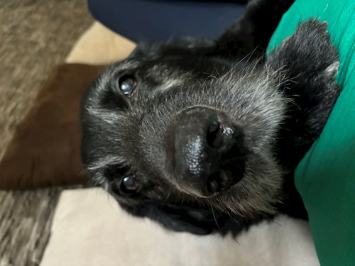 Andrea- petsitter Praha nebo Páníček pro psi