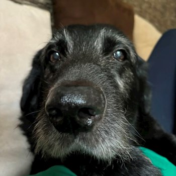 thumbnail petsitter Praha nebo páníček pro psi