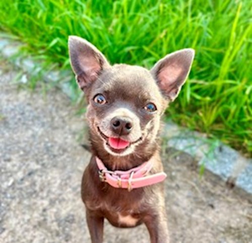 Monika- petsitter Praha or Pet nanny for dogs