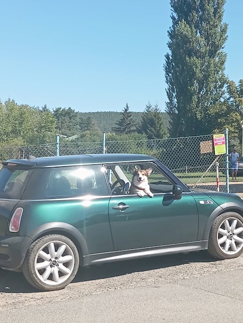 Edward- petsitter Praha or Pet nanny for