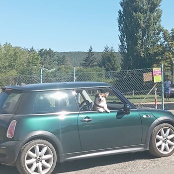 thumbnail petsitter Praha or pet nanny for