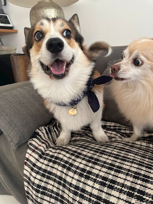 Edward- petsitter Praha or Pet nanny for