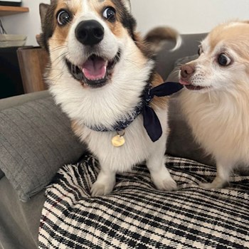 thumbnail petsitter Praha or pet nanny for