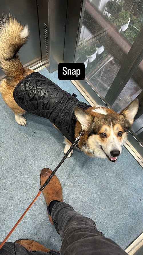 Edward- petsitter Praha or Pet nanny for