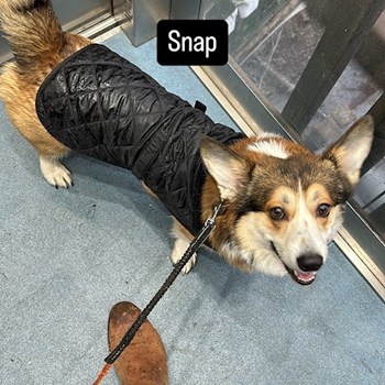 thumbnail petsitter Praha or pet nanny for