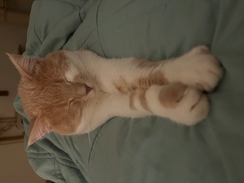 Laura- petsitter Praha or Pet nanny for cats