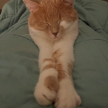 thumbnail petsitter Praha or pet nanny for cats