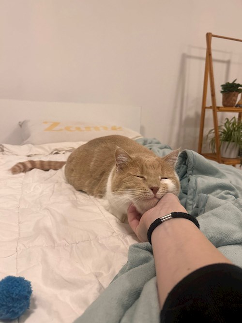 Laura- petsitter Praha or Pet nanny for cats