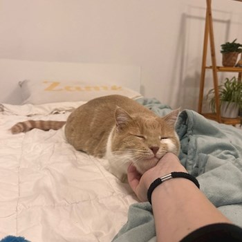 thumbnail petsitter Praha or pet nanny for cats