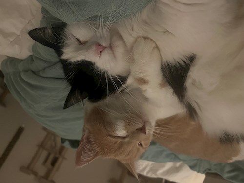 Laura- petsitter Praha or Pet nanny for cats