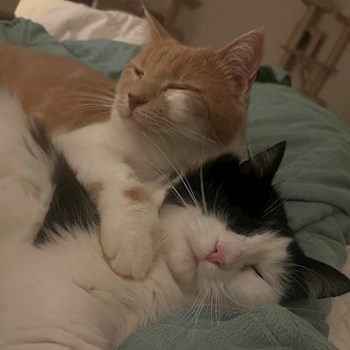 thumbnail petsitter Praha or pet nanny for cats