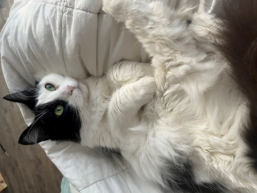 Laura- petsitter Praha or Pet nanny for cats