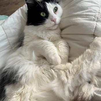 thumbnail petsitter Praha or pet nanny for cats