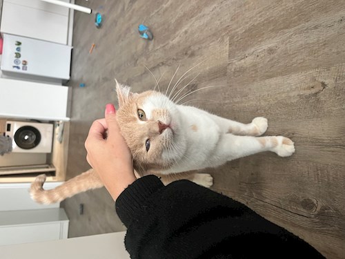 Laura- petsitter Praha or Pet nanny for cats