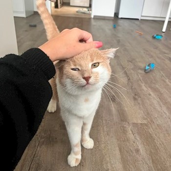 thumbnail petsitter Praha or pet nanny for cats