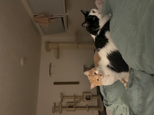 Laura- petsitter Praha or Pet nanny for cats