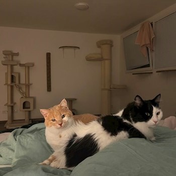 thumbnail petsitter Praha or pet nanny for cats