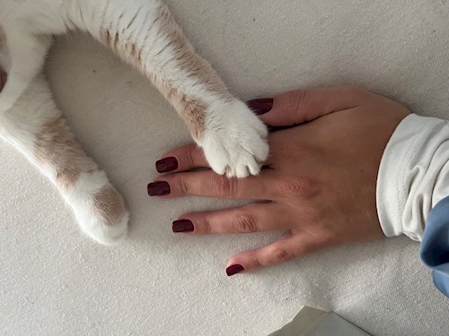 Laura- petsitter Praha or Pet nanny for cats