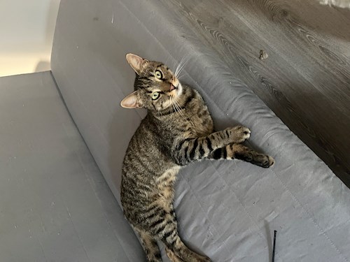 Laura- petsitter Praha or Pet nanny for cats