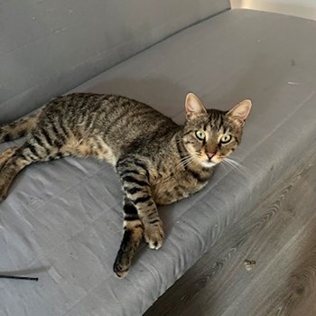 thumbnail petsitter Praha or pet nanny for cats