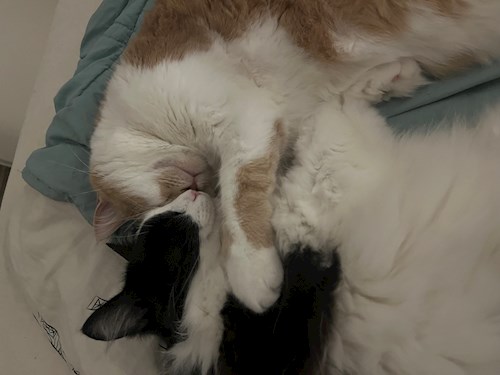 Laura- petsitter Praha or Pet nanny for cats