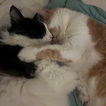 thumbnail petsitter Praha or pet nanny for cats