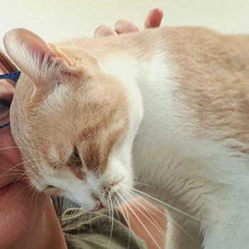 thumbnail petsitter Praha 8 nebo páníček pro psi kočky