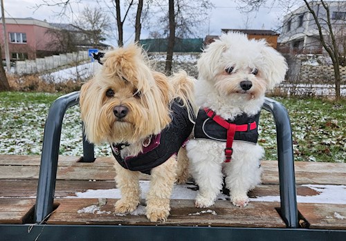 Mili- petsitter Osek or Pet nanny for dogs cats