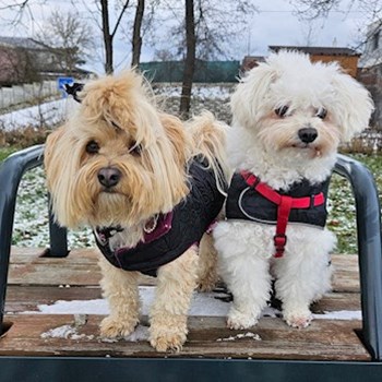 thumbnail petsitter Osek or pet nanny for dogs cats