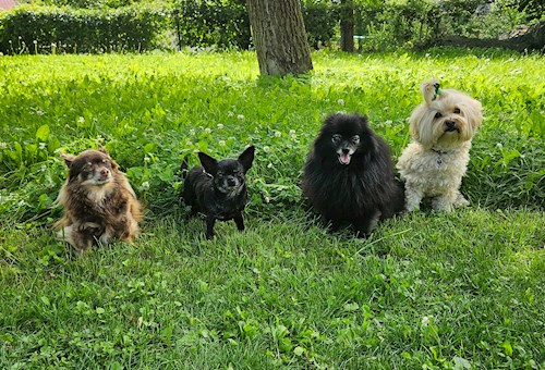 Mili- petsitter Osek or Pet nanny for dogs cats