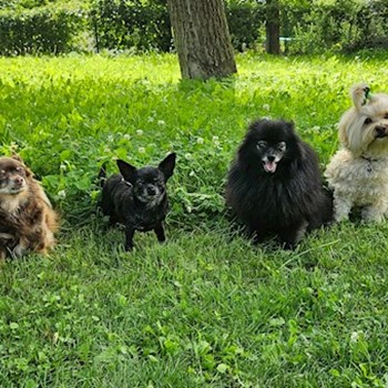 thumbnail petsitter Osek or pet nanny for dogs cats