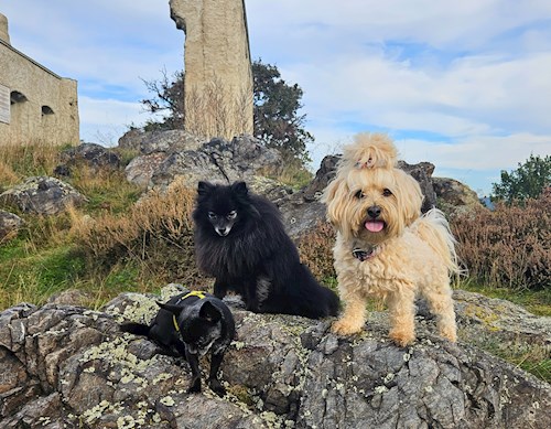 Mili- petsitter Osek or Pet nanny for dogs cats