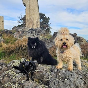 thumbnail petsitter Osek or pet nanny for dogs cats