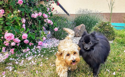 Mili- petsitter Osek or Pet nanny for dogs cats