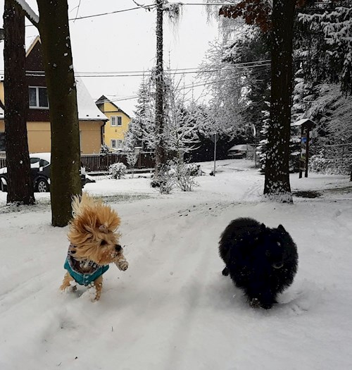 Mili- petsitter Osek or Pet nanny for dogs cats