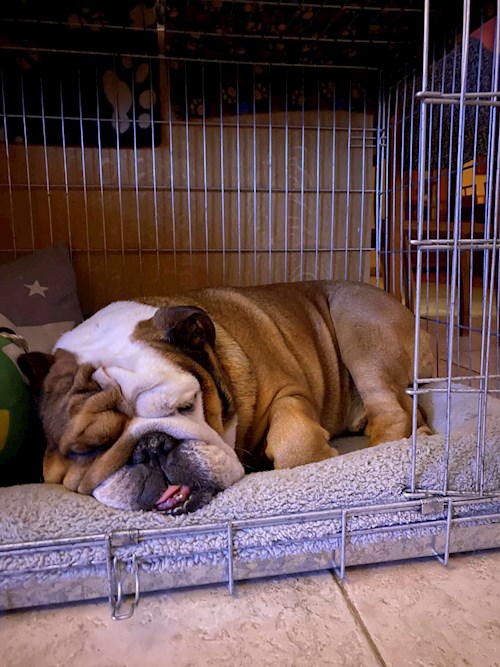 Anna- petsitter Brno nebo Páníček pro psi kočky