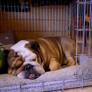 thumbnail petsitter Brno nebo páníček pro psi kočky