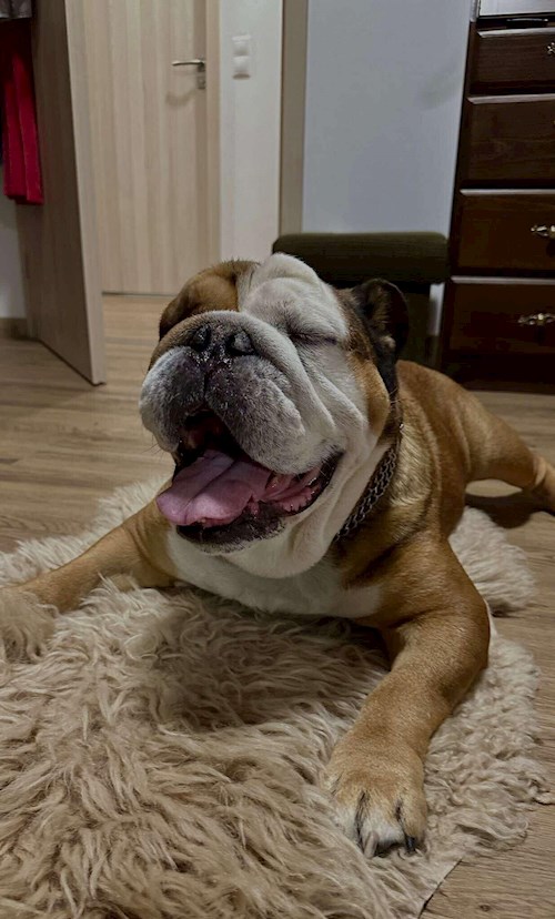 Anna- petsitter Brno nebo Páníček pro psi kočky