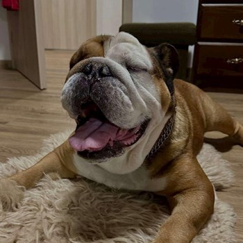 thumbnail petsitter Brno nebo páníček pro psi kočky