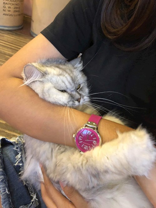 May- petsitter Praha or Pet nanny for dogs cats