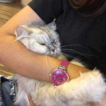 thumbnail petsitter Praha or pet nanny for dogs cats