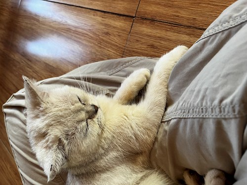 May- petsitter Praha or Pet nanny for dogs cats