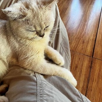 thumbnail petsitter Praha or pet nanny for dogs cats