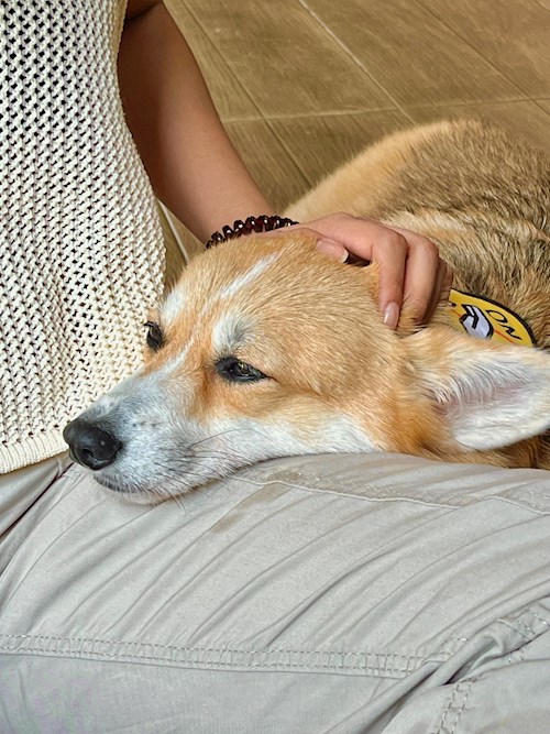 May- petsitter Praha or Pet nanny for dogs cats