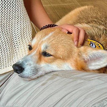 thumbnail petsitter Praha or pet nanny for dogs cats